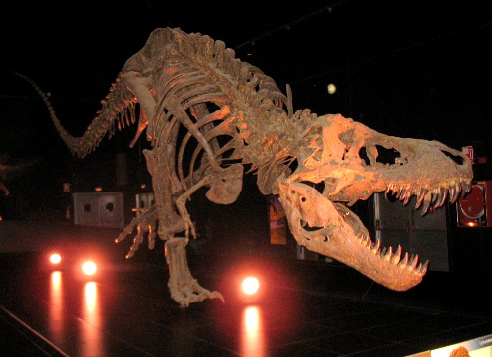 Tyrannosaurus rex (réplica)